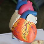 hjärtat vid osteopati
